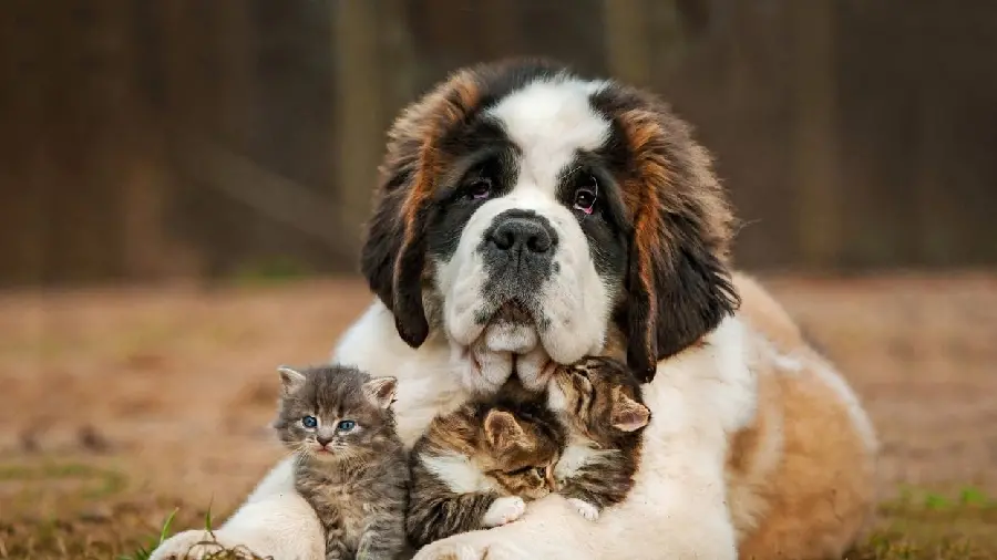 Profile photo of a strong and beautiful dog with cute kittens