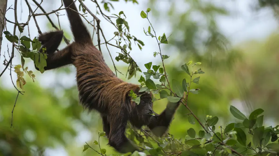 Playful monkey on a tree wallpaper in 4k quality