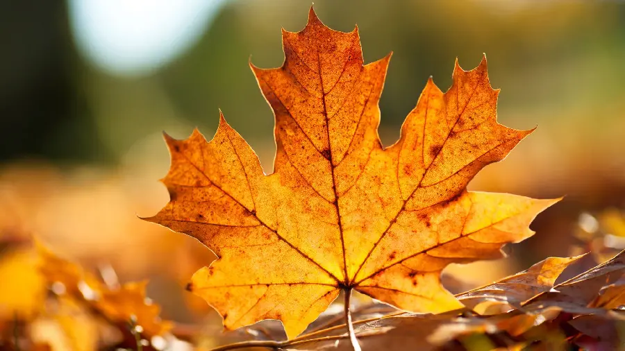 Beautiful and dreamy autumn photo for background and profile