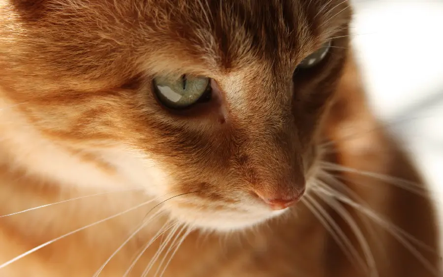 A smart and serious orange cat in a special artistic view
