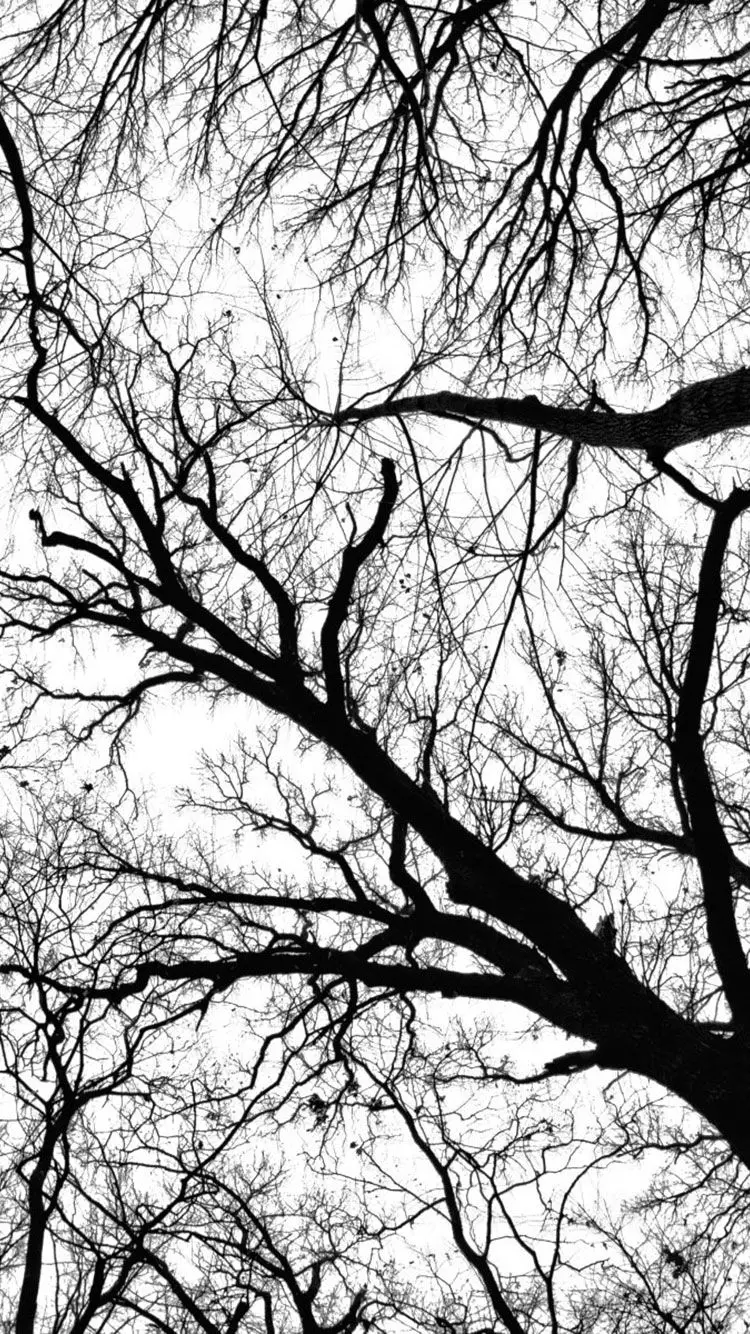 Awesome view of dry tree branches with black and white theme