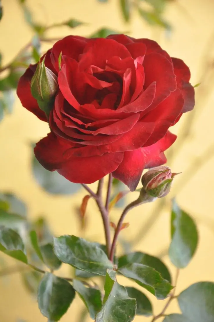 Lovely Profile Set of Red Rose Branches in HD Quality