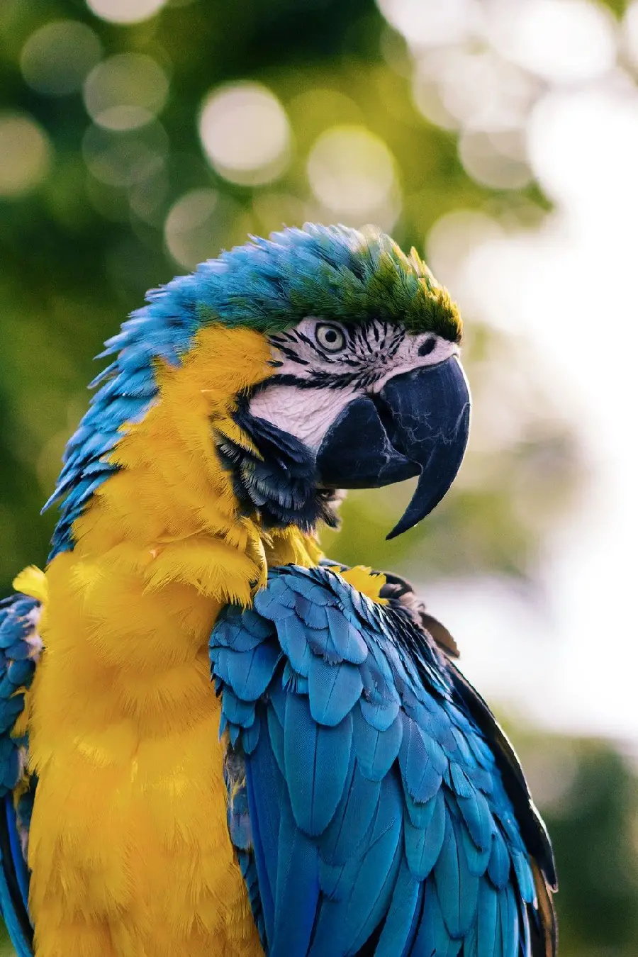 Amazing Blue and Gold Macaw Background for iPhone and Android