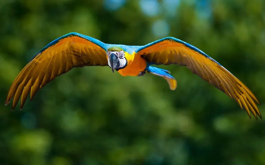 Unique Photo of Flying Macaw or Macaw for Profile