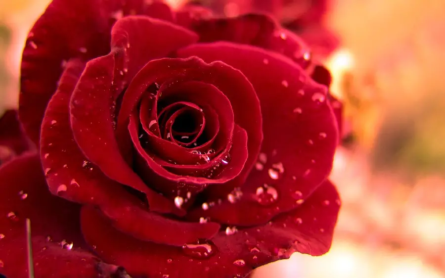 The most beautiful wallpaper of a red rose branch, a symbol of love