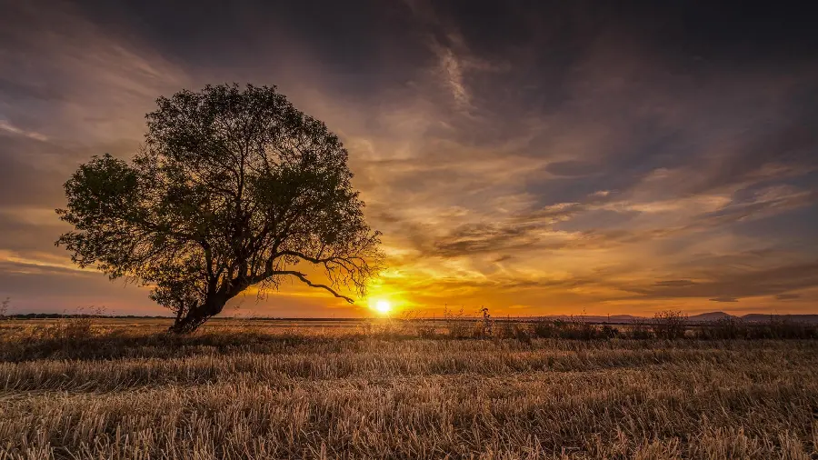 Beautiful sunset wallpaper with a lone tree for Windows 