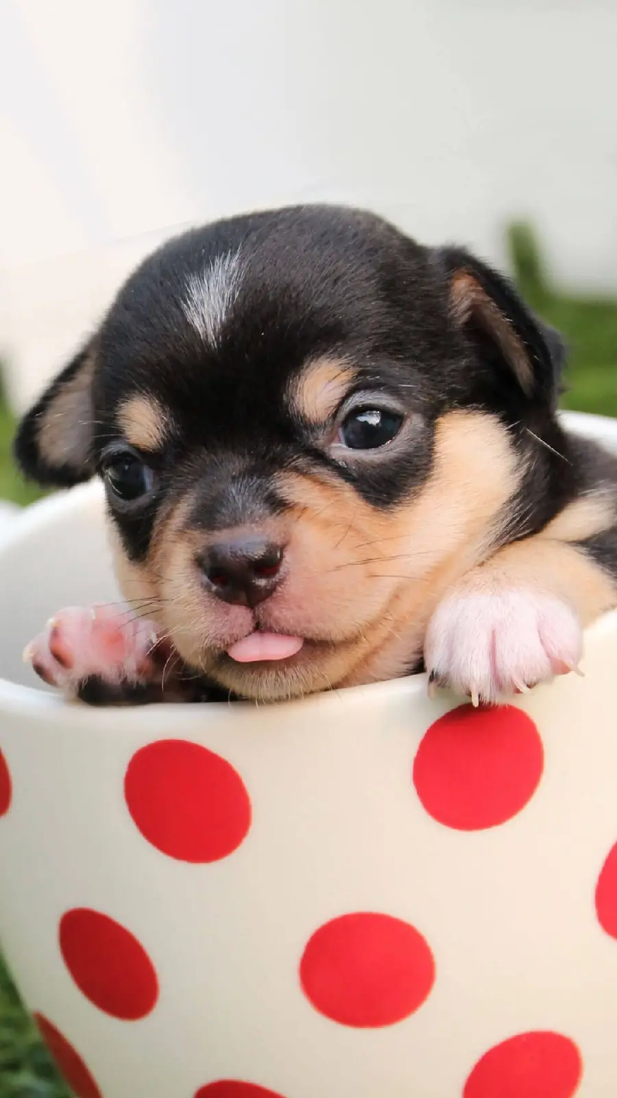 The Funniest Fantasy Photo of a Little Dog in a Cup 4K