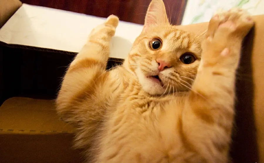 Funny picture of orange cat with raised hand for meme