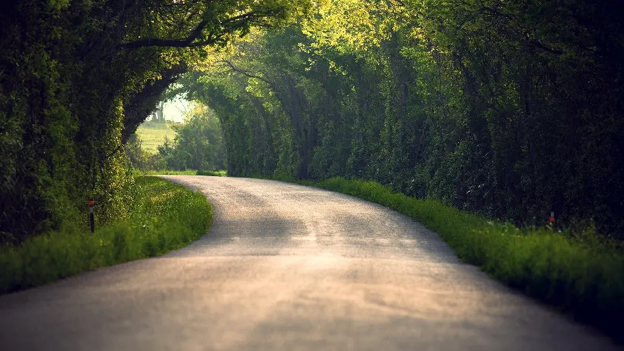 Download Wallpaper Dreamy Green Plant Tunnel Spectacular Quality