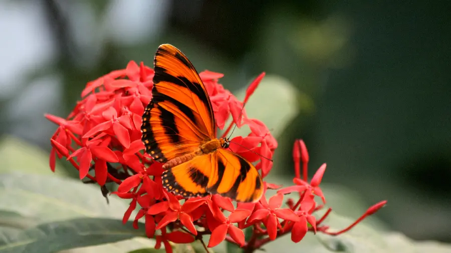 Beautiful butterfly profile picture
