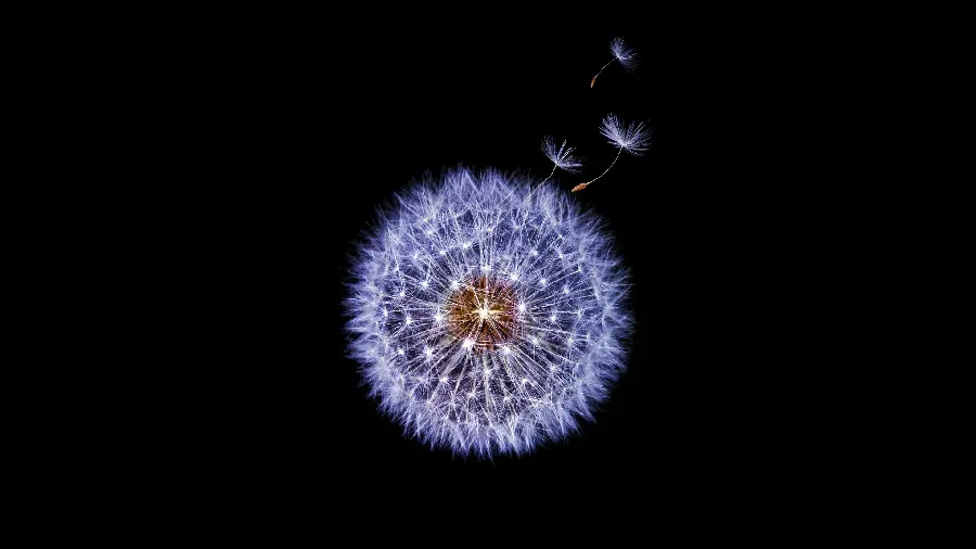 Dandelion Flower Wallpapers - Beautiful and Stunning Views
