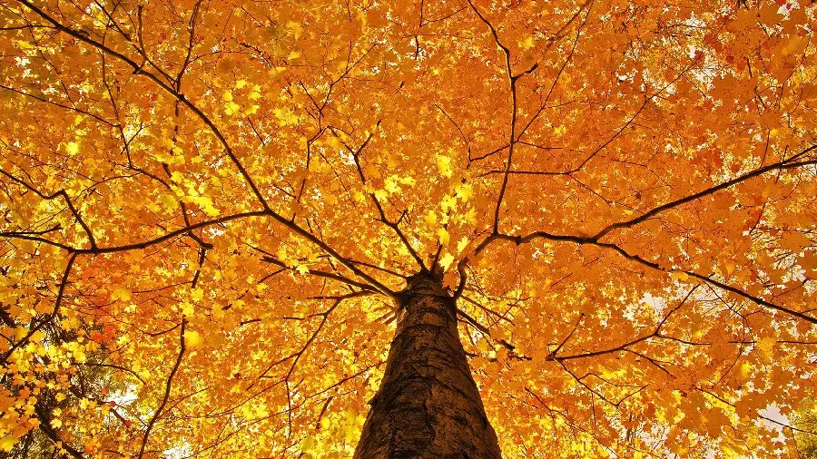 Photo of trees and yellow autumn leaves