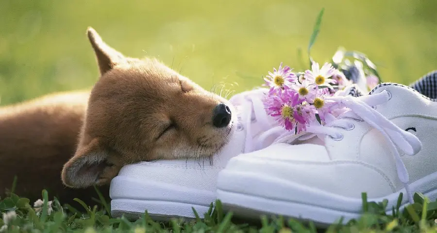 HD photo of spring sleep of a little animal on a white shoe