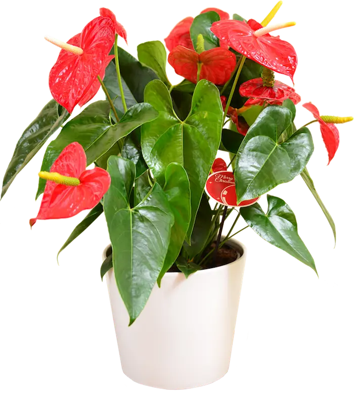 Download Houseplants Photos PNG Anthurium Without Background Raw And Open Layers