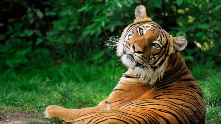 Bengal Tiger Photo 4K