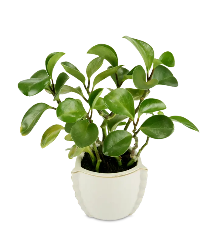 Photo of PlantsPeperomia Partmani for Photoshop and Inshot