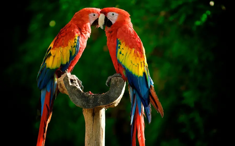 Romantic profile photo of macaws in red, yellow, blue colors