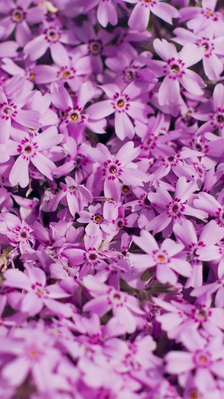 Girly purple background with purple spring flowers