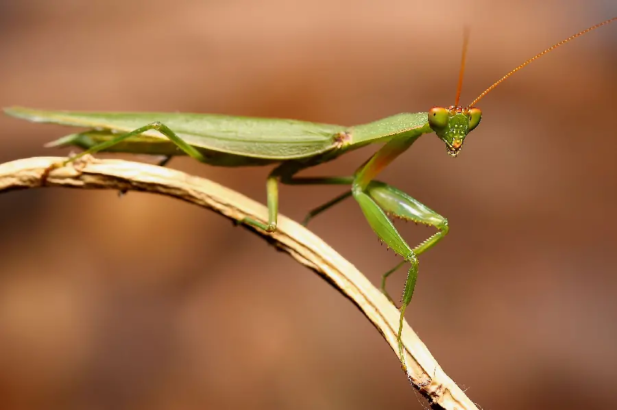 Attractive image of a green mantis with long tentacles