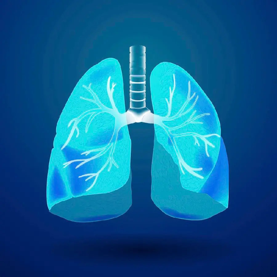 Download the best quality human lung background image