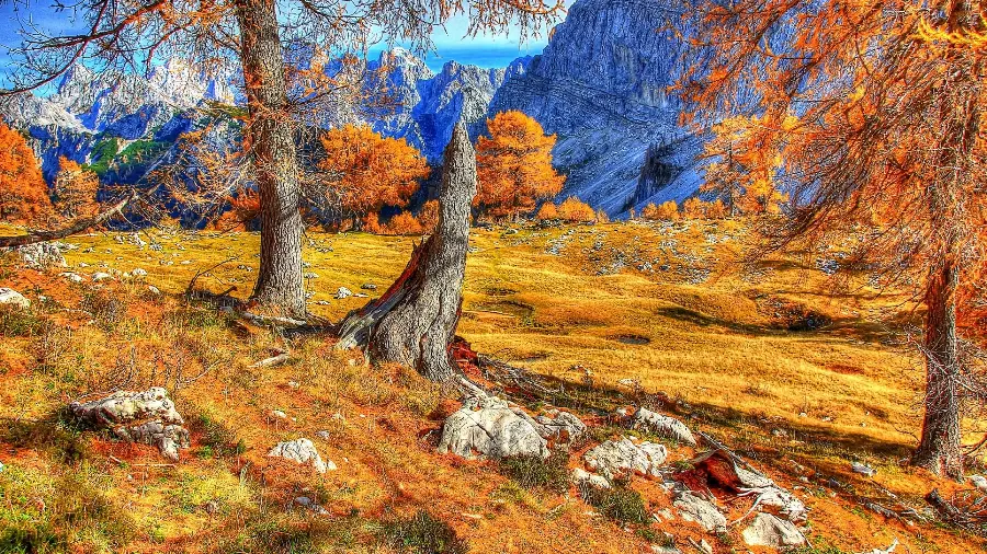 Autumn landscape photo with spectacular trees in HD quality