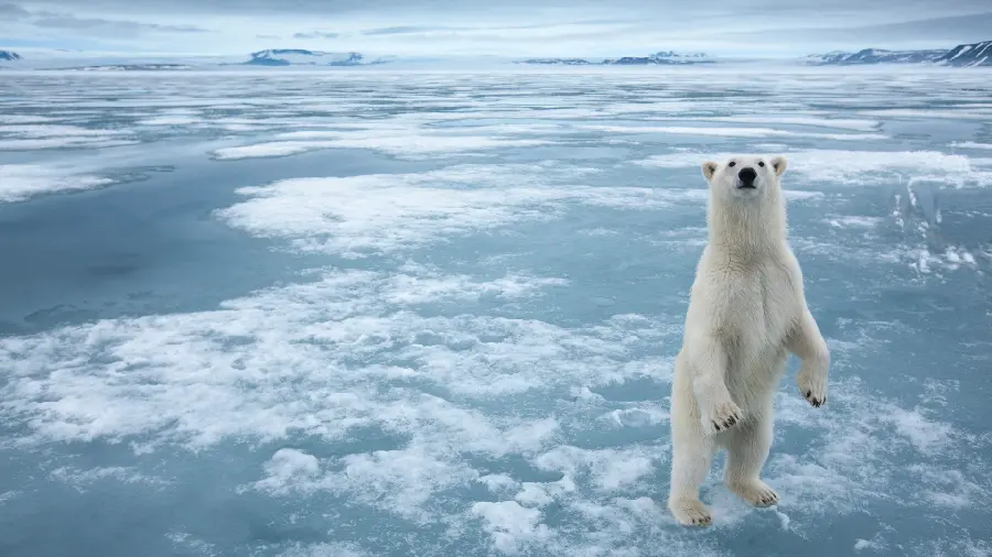 Polar bear stock photo in 4k quality for wallpaper