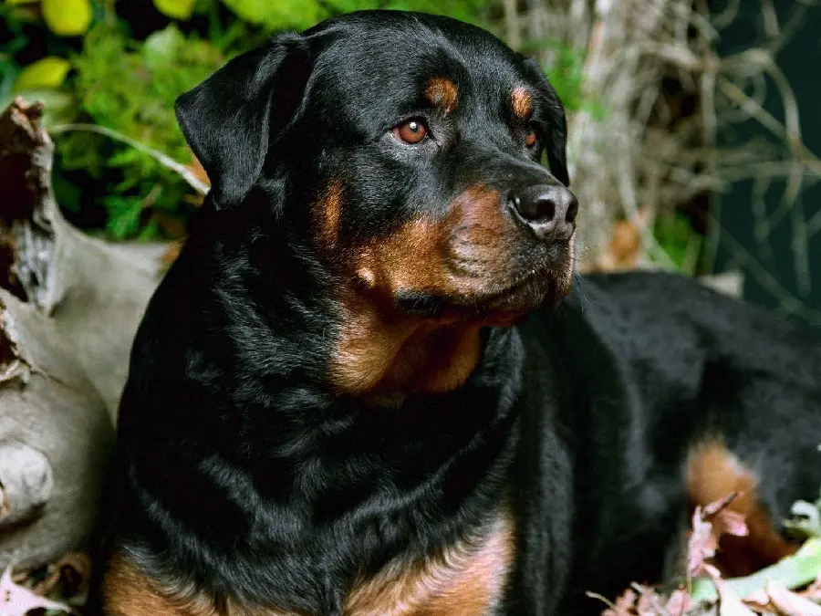 Giant black and brown dog profile for Telegram