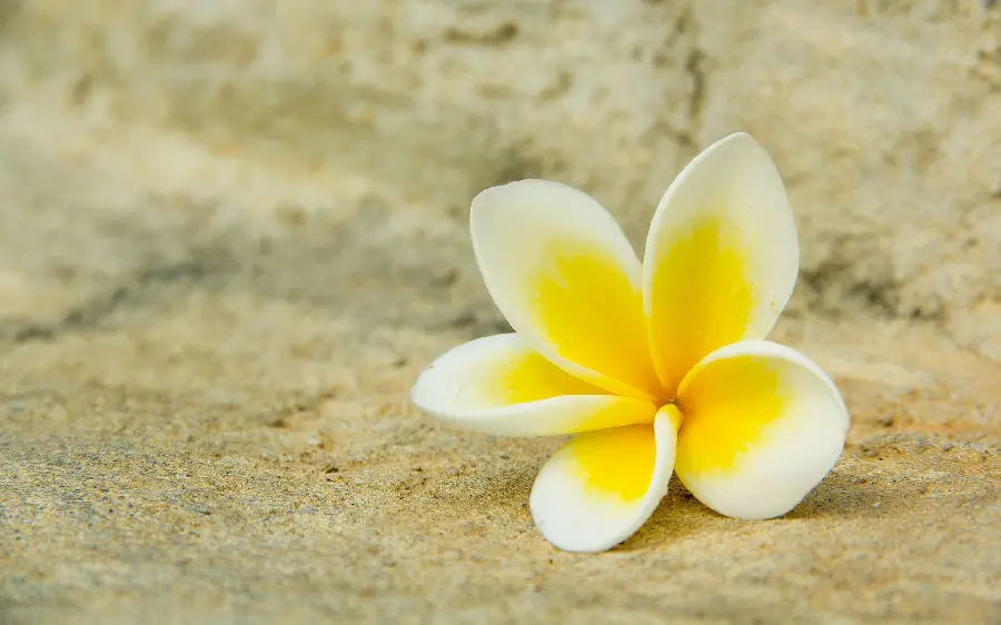 Dreamy iPhone and Android Wallpaper of Plumeria Flower