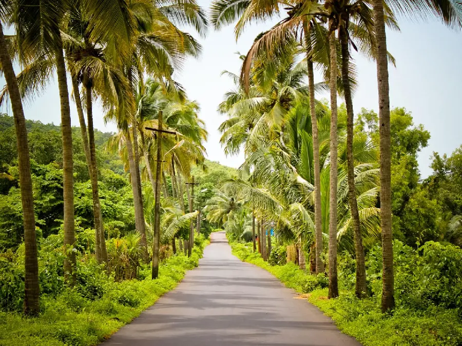 Scenic wallpaper of a beautiful Indian palm road suitable for desktop wallpaper 