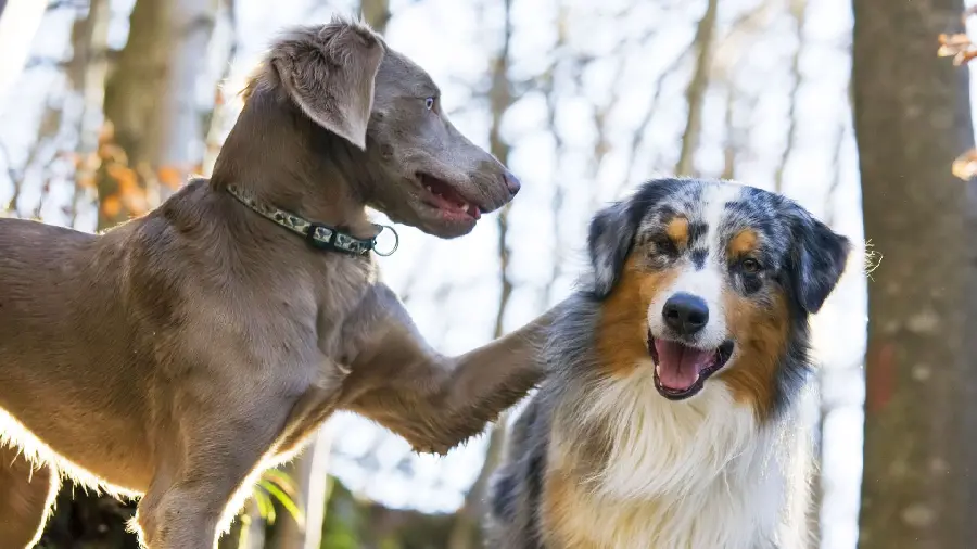 Peaceful view of two dogs with special breeds next to each other