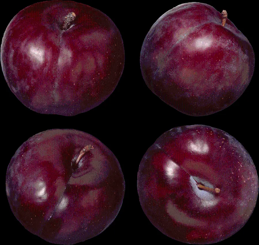 Download Full HD Photo of Four Summer Plum Fruits