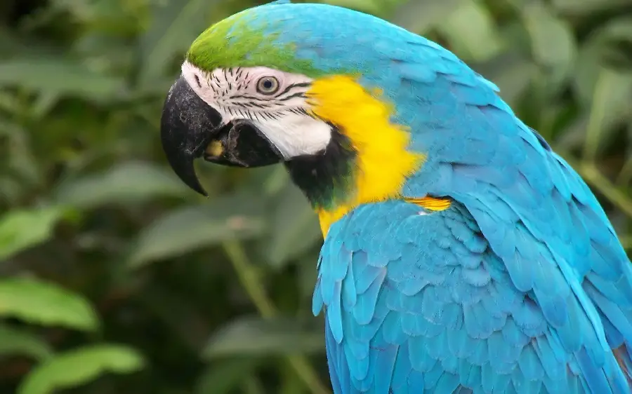 Interesting view of a cute and beautiful macaw parrot chewing food seeds
