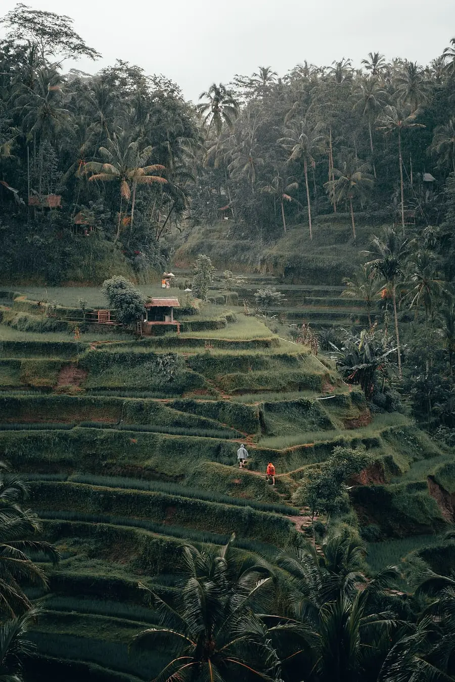 Photo of lush attractions in Bali for Instagram