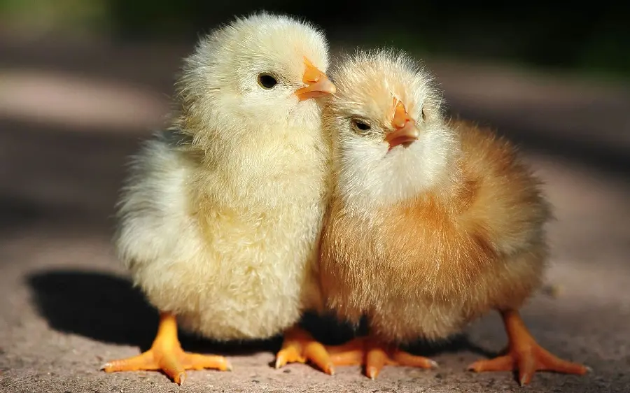Two Soft and Cute Colored Chicks in a Lovely 4K Art Frame