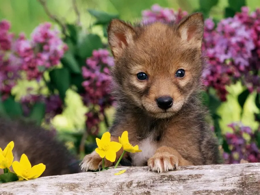 A Masterpiece of Spring Animals Suitable for Instagram Stories