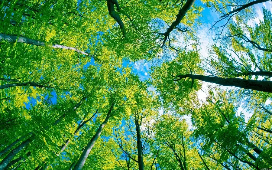 Beautiful photo of green trees from a low angle for Instagram