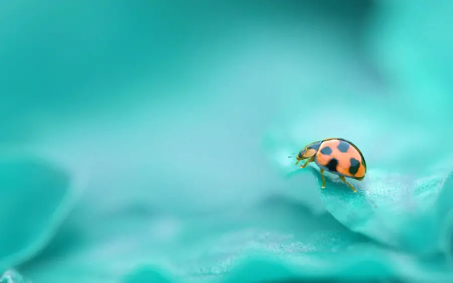 Ladybug wallpaper with a blue background