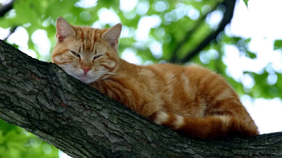 Stock Photo of Cute Striped Orange Cat Lying on a Tree Branch