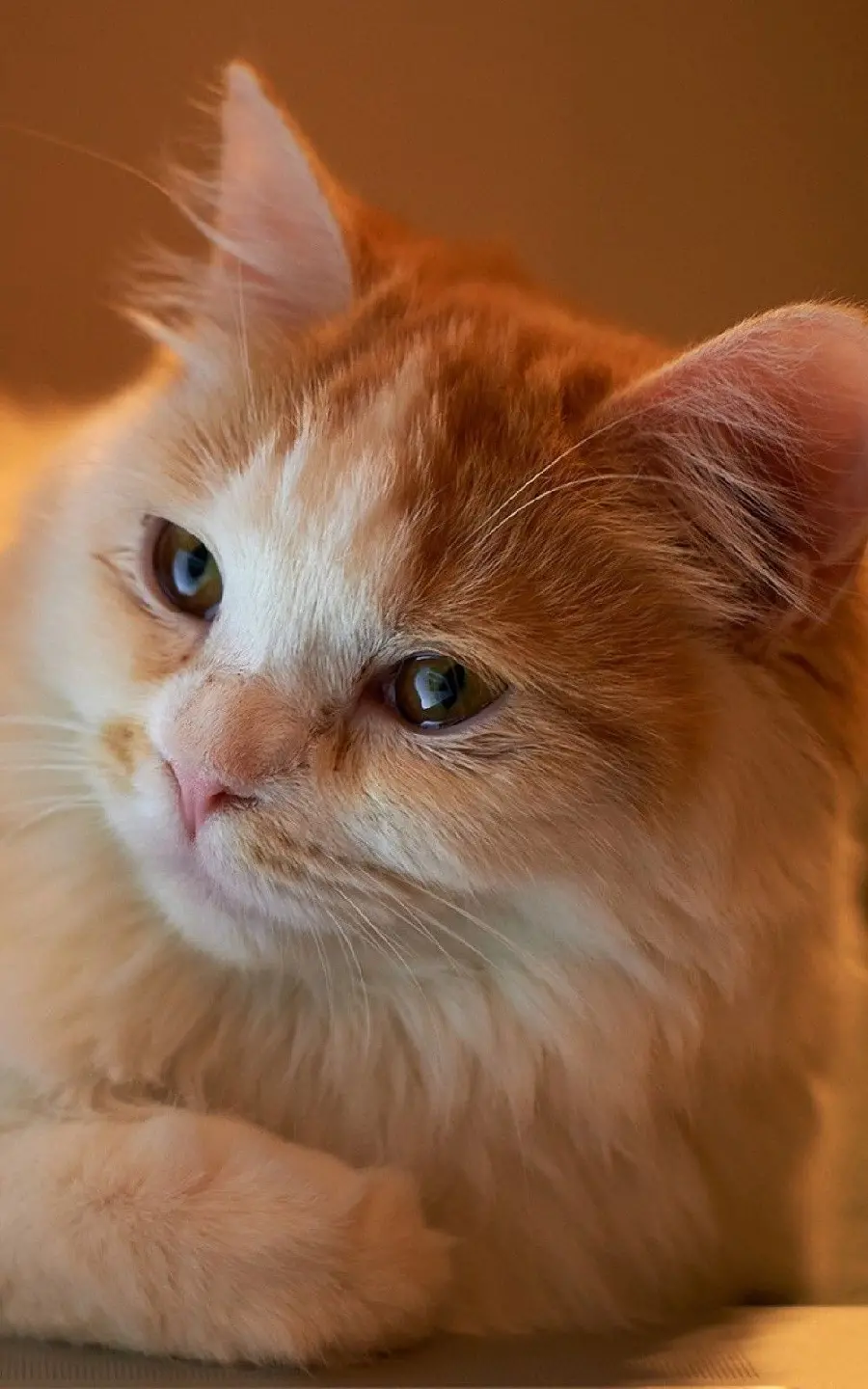 Soft Orange Cat Wallpaper with Brown Eyes