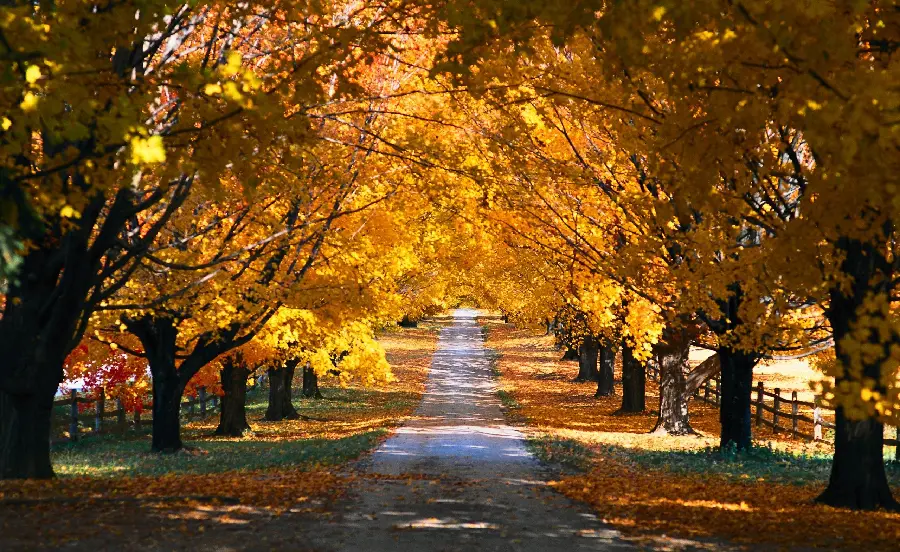 The latest autumn desktop background of a beautiful tree tunnel