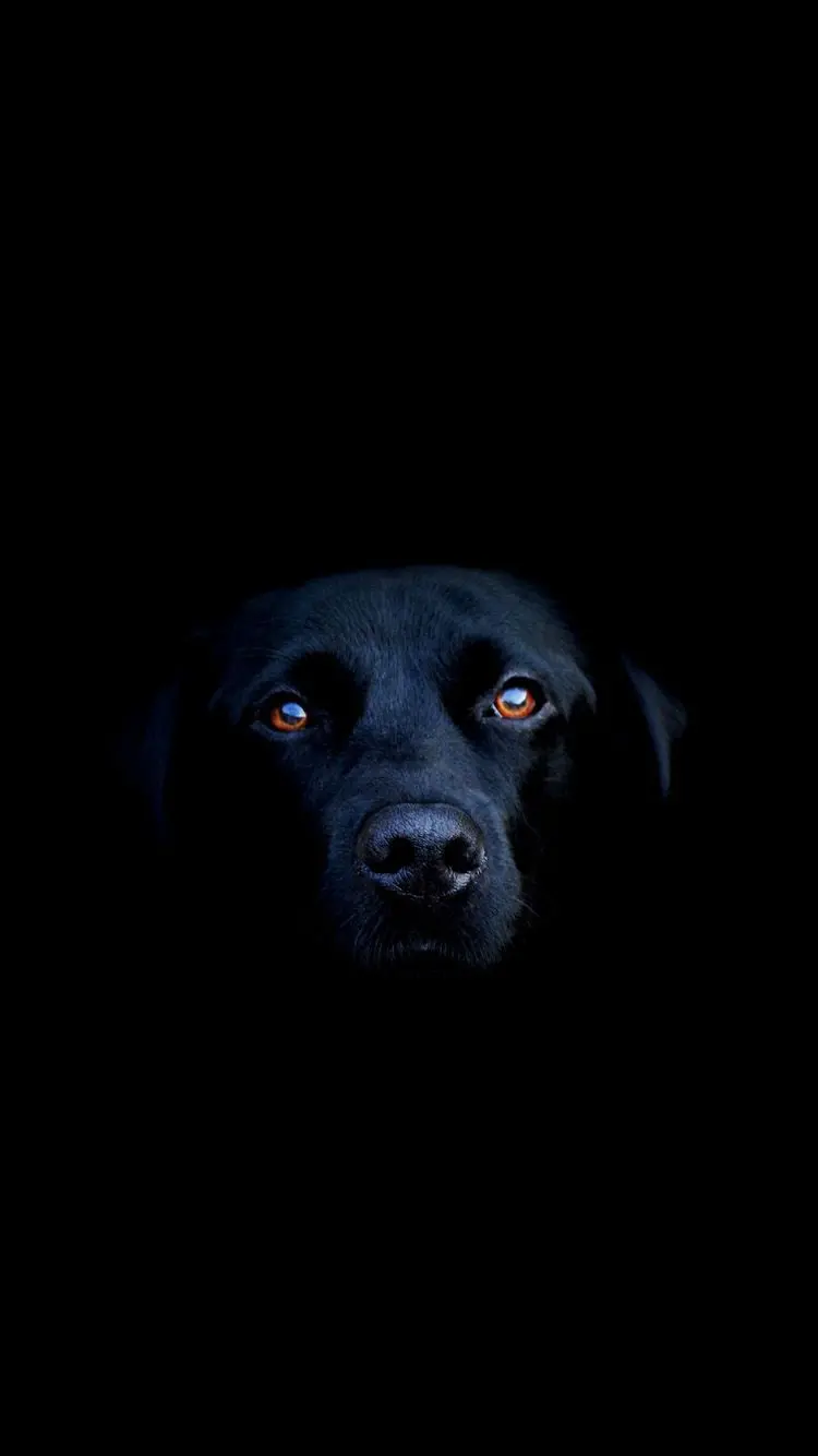 Gorgeous background of a black dog with shiny brown eyes