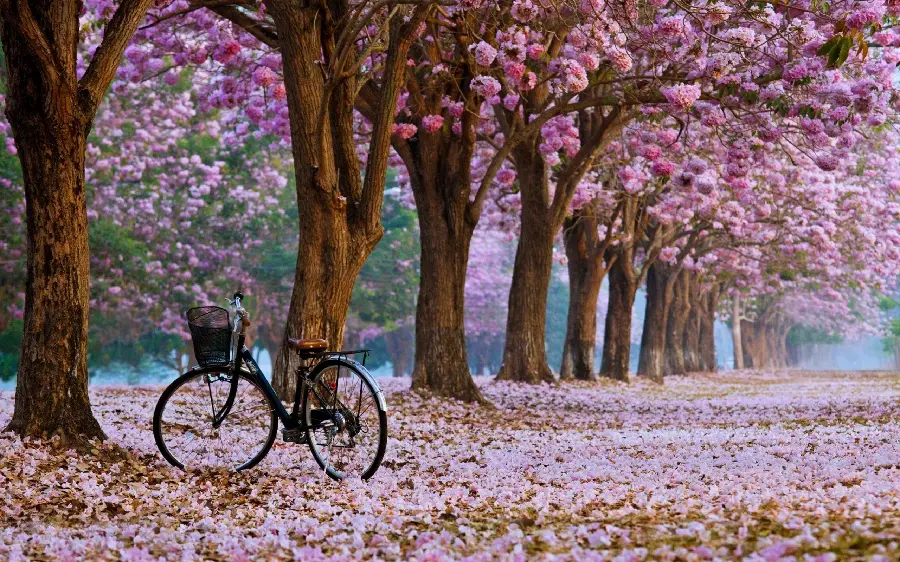 Beautiful and dreamy photo of spring cherry blossoms in Japan