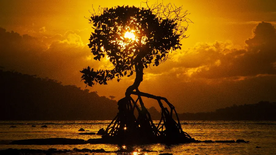 Picture of a wonderful landscapeA tree with roots sticking out of the water at an orange sunset on the island of Bali 