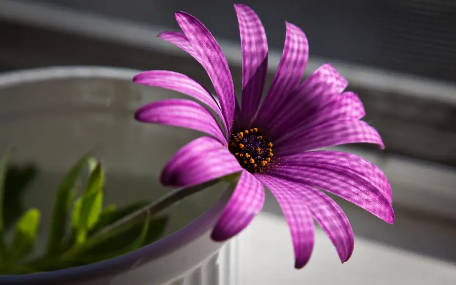 Download the most beautiful flower backgrounds for mobile phones