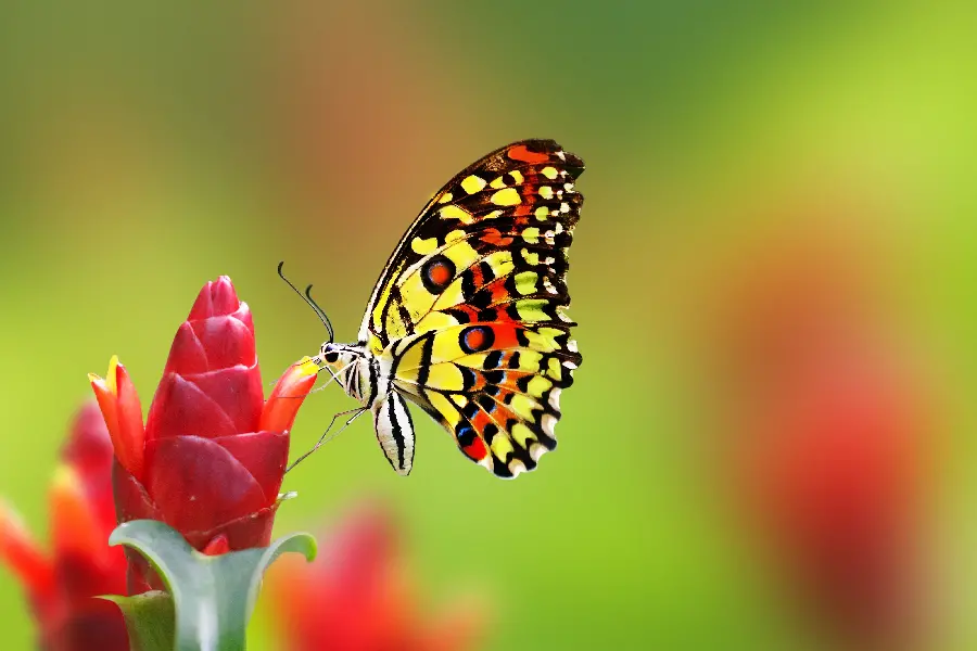 Beautiful butterfly photo for WhatsApp profile