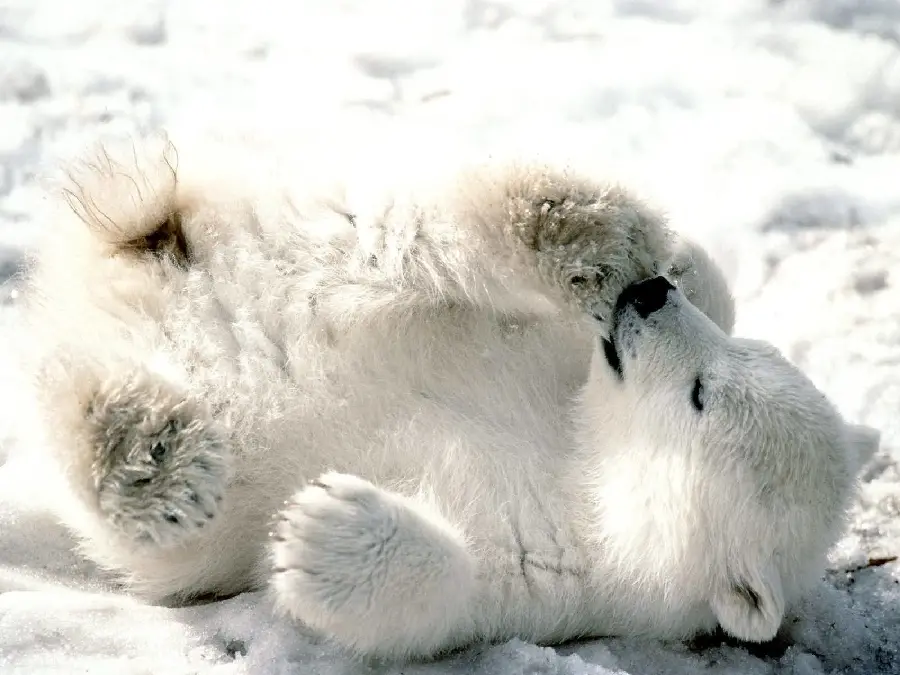 Beautiful white polar bear wallpaper in JPG format