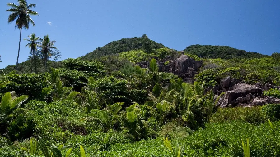 Profile Amazing tropical green area HD quality