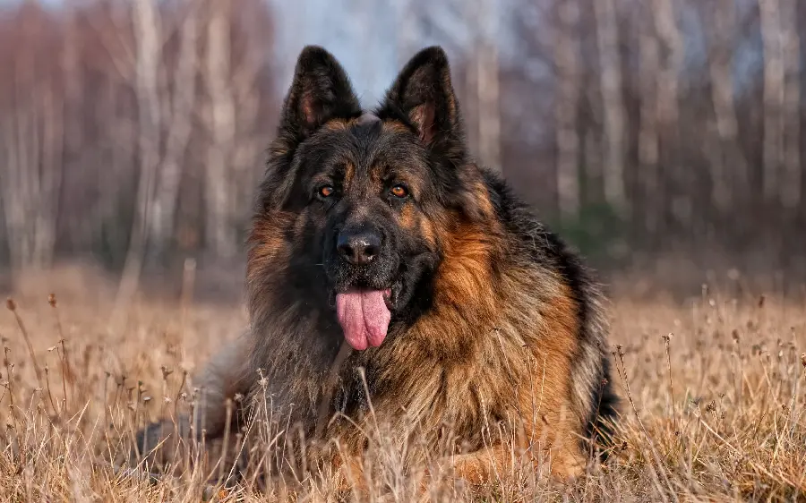 Full HD German Shepherd Dog Background