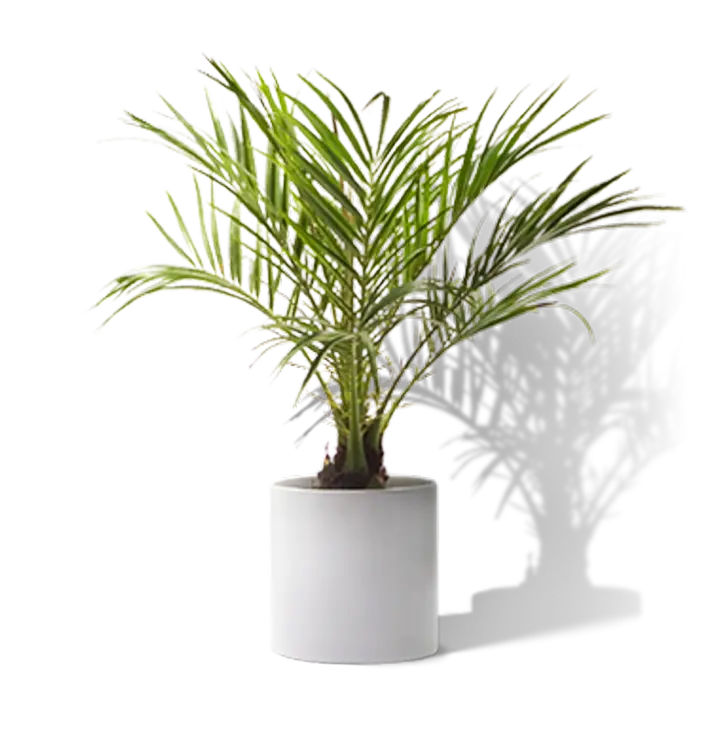 Photo of a Houseplant Palm Without a Back Background