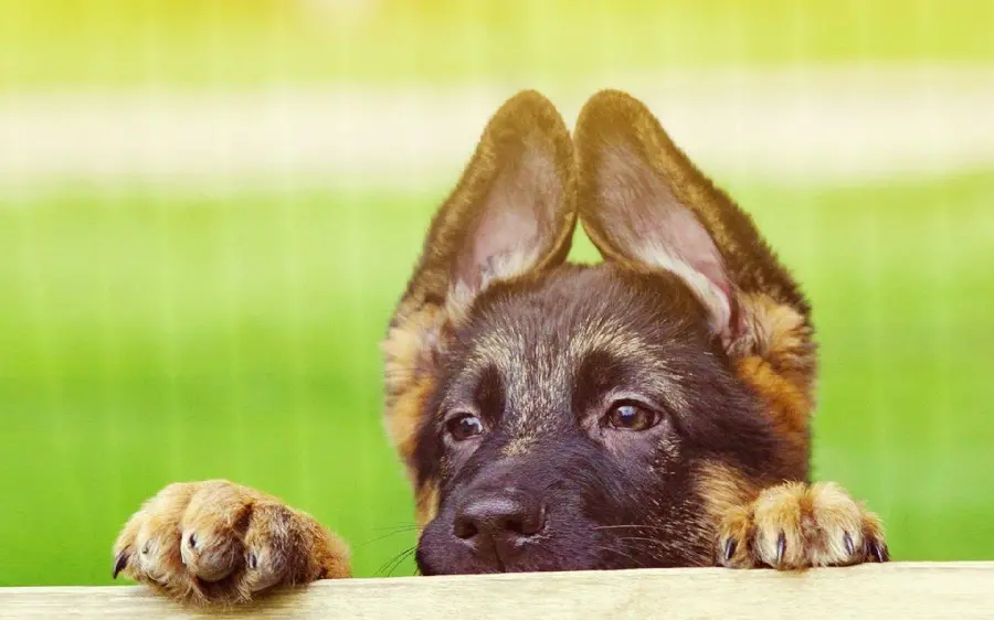 Profile of a wild and dangerous dog with long ears